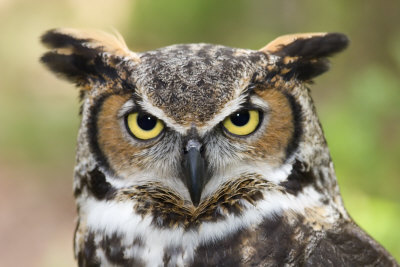 Goldscheider Owl Lamp